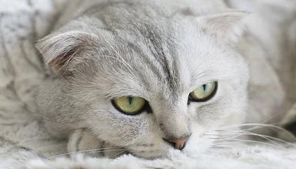 九游全站登录地址-摩纳哥客场大胜，斯特拉斯堡遭逆转，斯特拉斯vs摩纳哥